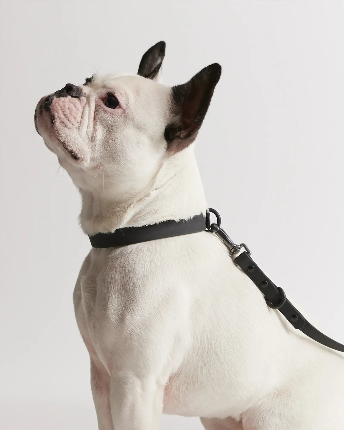 Flex-Poly Dog Leash - US 9615