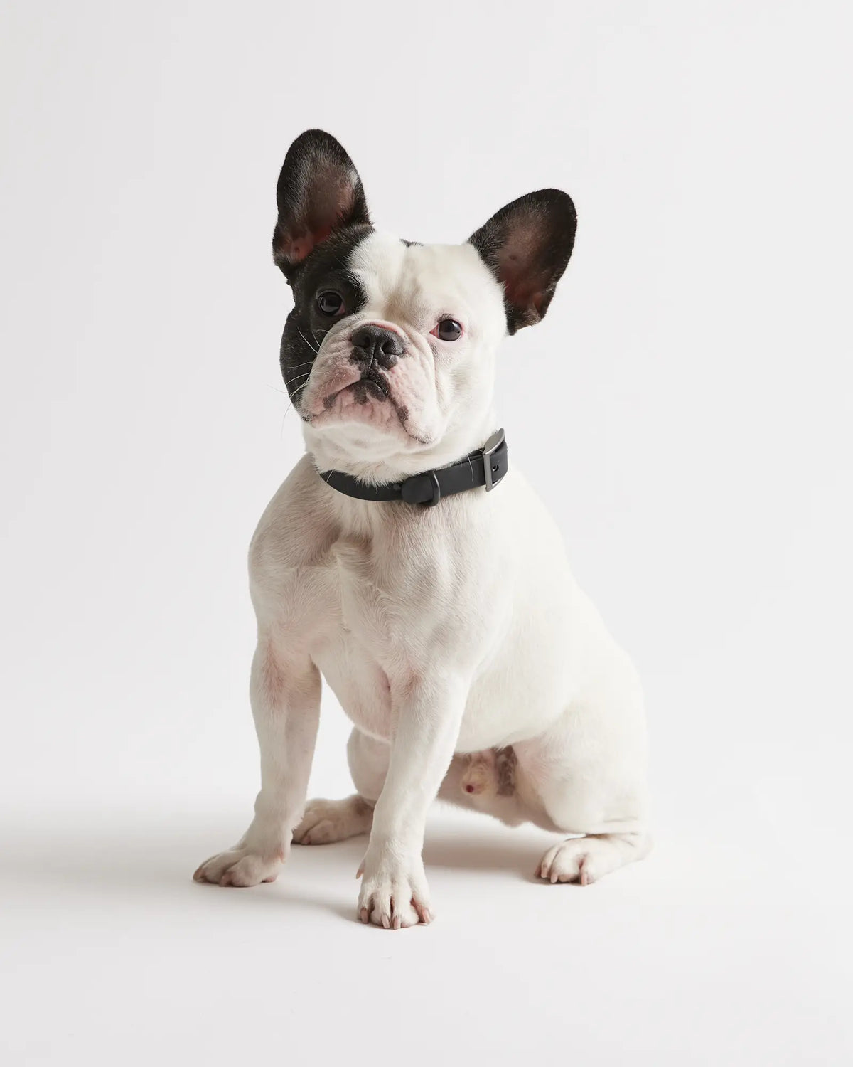 Flex-Poly Dog Collar - US 0043