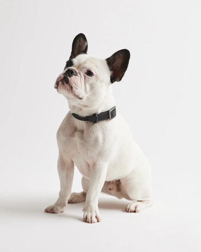 Flex-Poly Dog Collar - US 0043