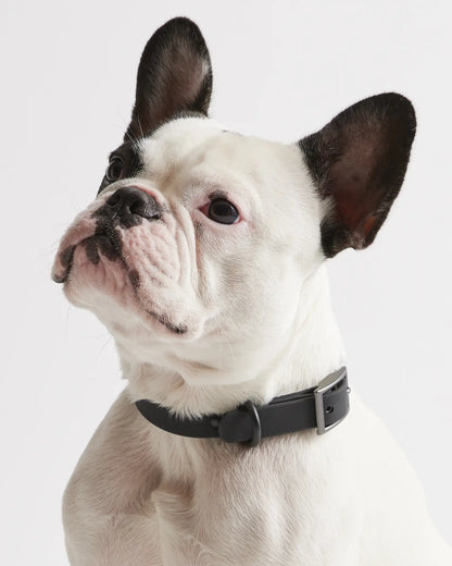 Flex-Poly Dog Collar - US 0043
