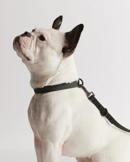 Flex-Poly Dog Leash - US 9615
