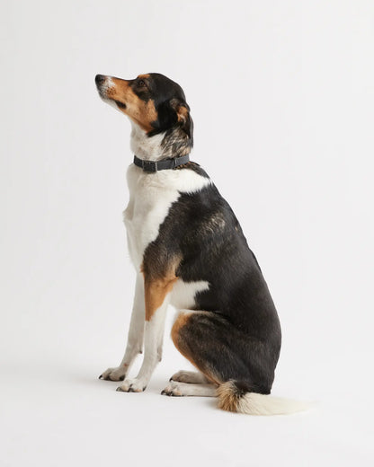 Flex-Poly Dog Collar - US 0043