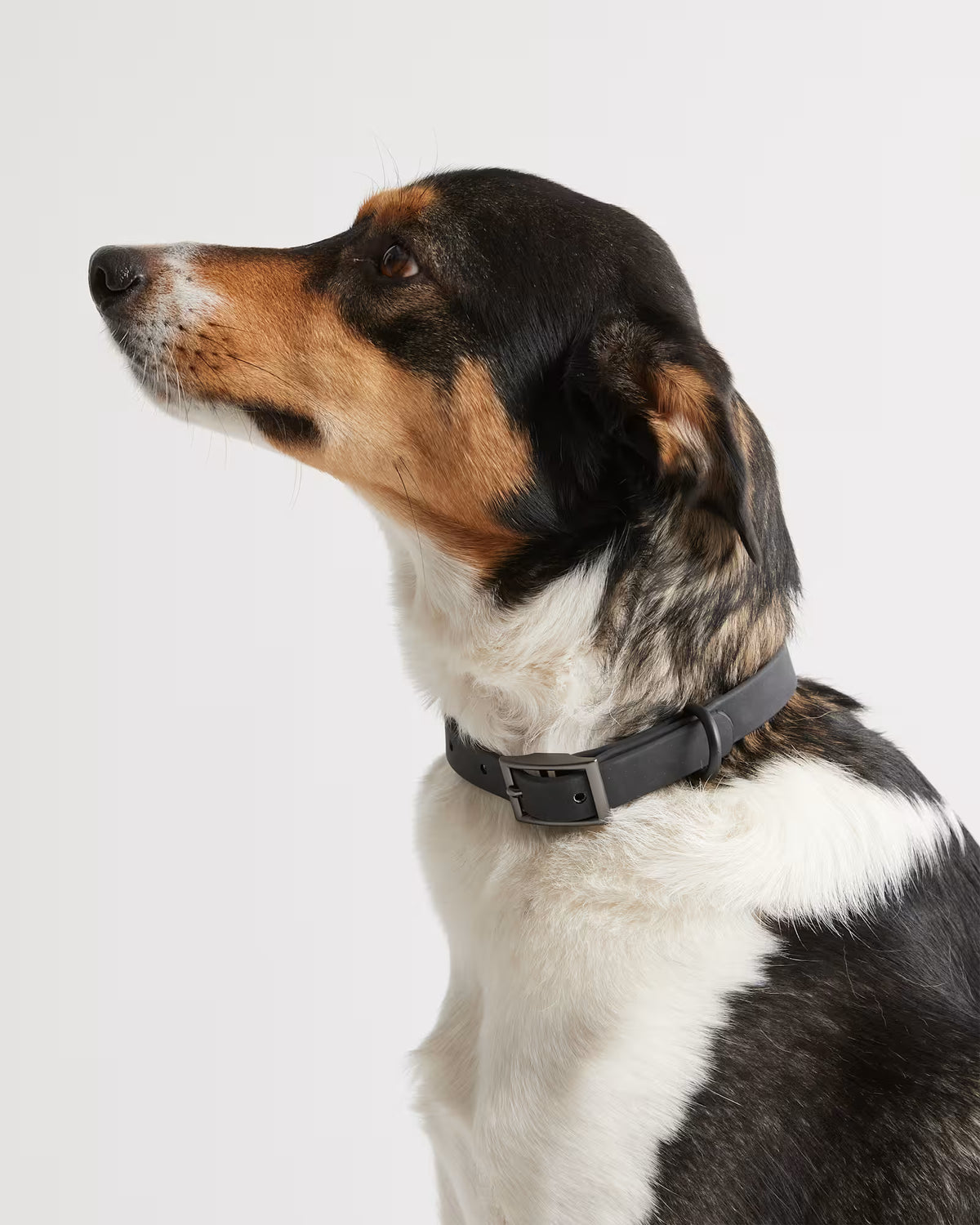 Flex-Poly Dog Collar - US 0043