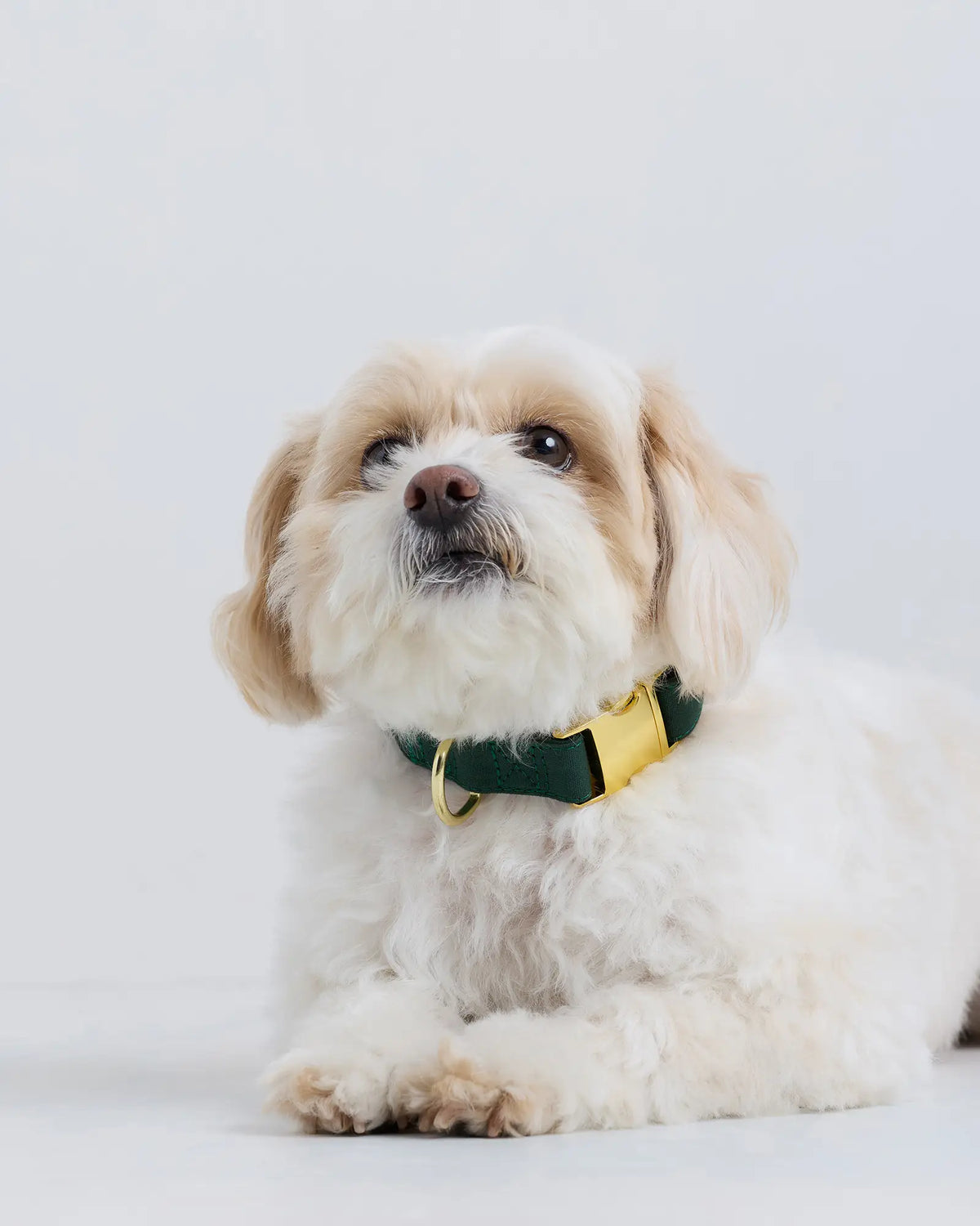 100% Cotton-Wrapped Nylon Dog Collar - US 8324