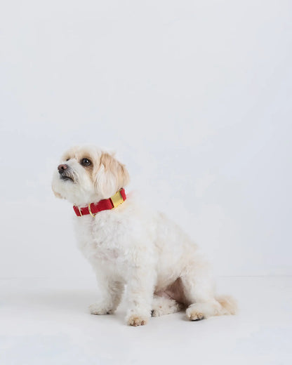 100% Cotton-Wrapped Nylon Dog Collar - US 8910