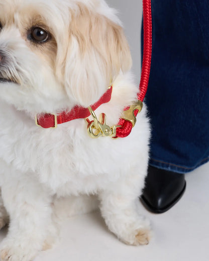 100% Cotton-Wrapped Nylon Dog Collar - US 8910