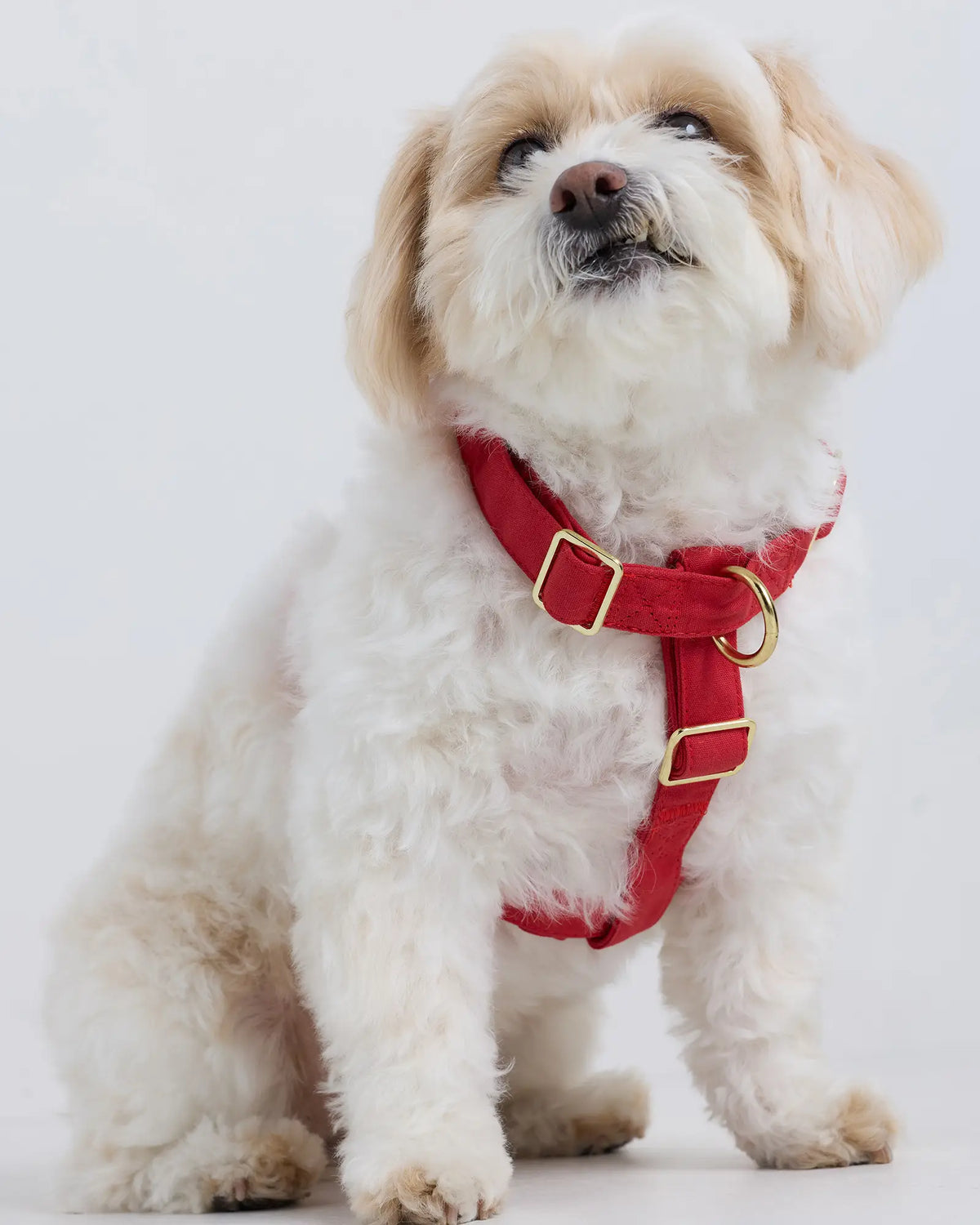 100% Cotton-Wrapped Nylon Dog Harness - US 7376