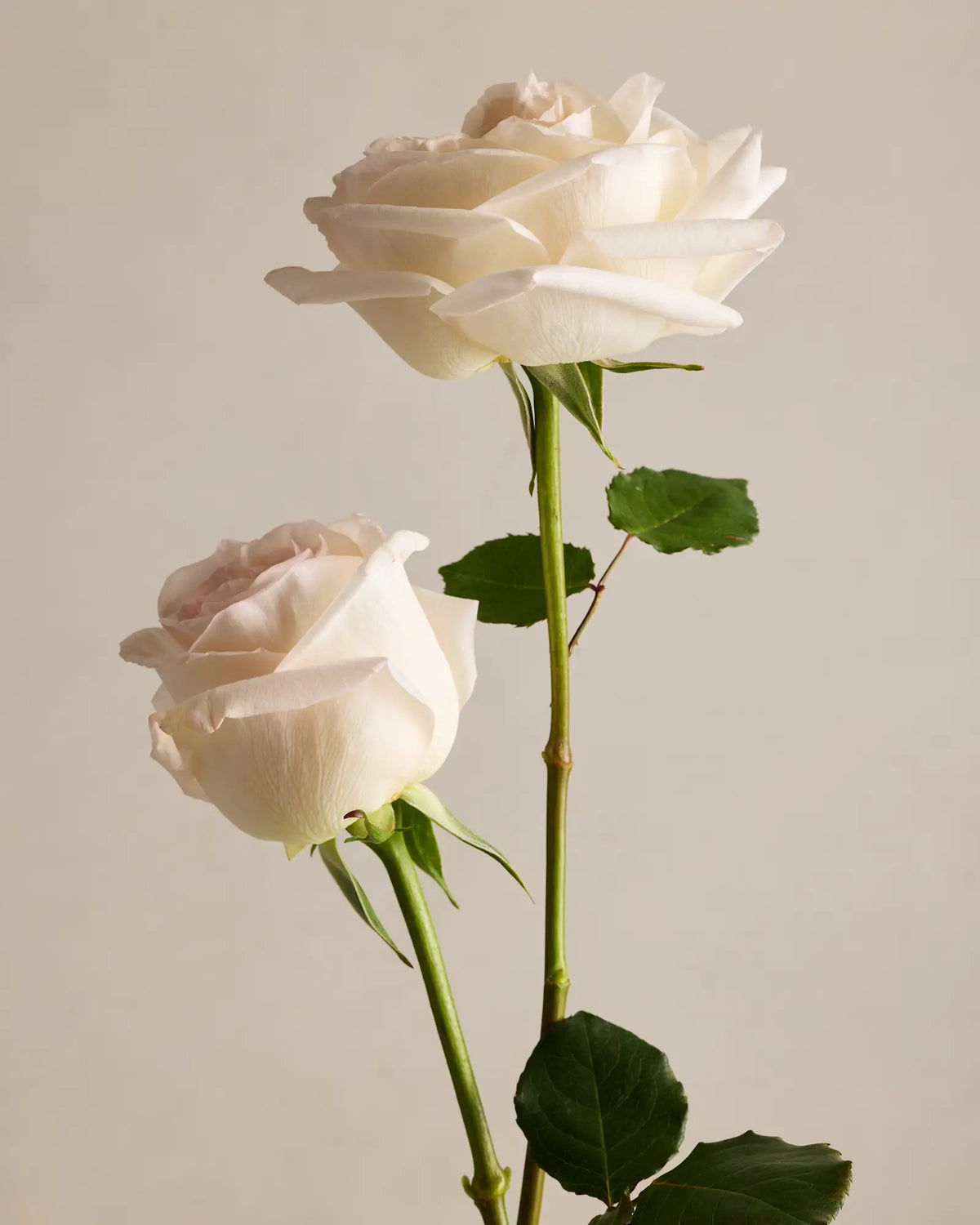 Pearl Garden Roses (12 stems) - US 6315