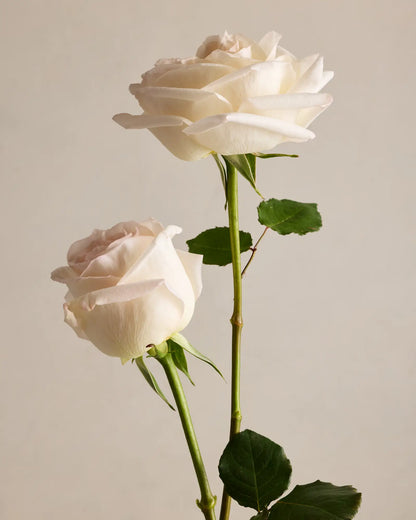 Pearl Garden Roses (12 stems) - US 6315