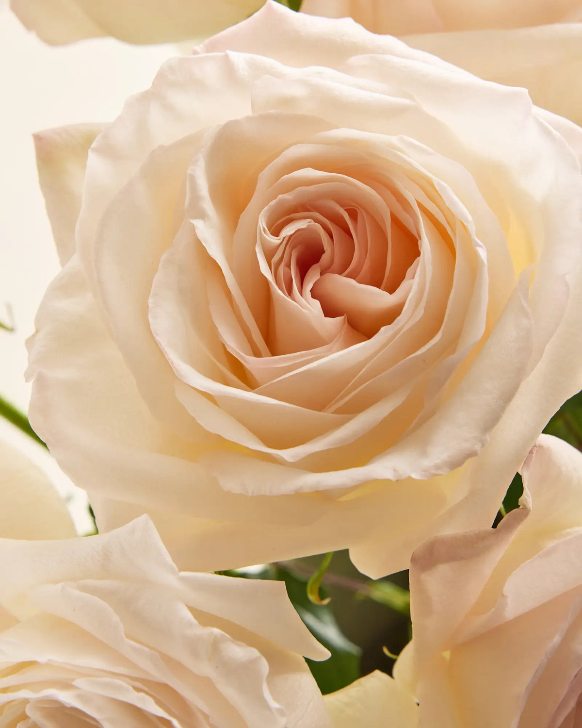Pearl Garden Roses (12 stems) - US 6315
