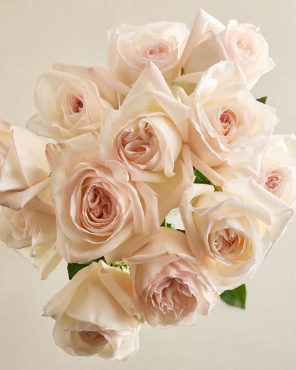 Pearl Garden Roses (12 stems) - US 6315