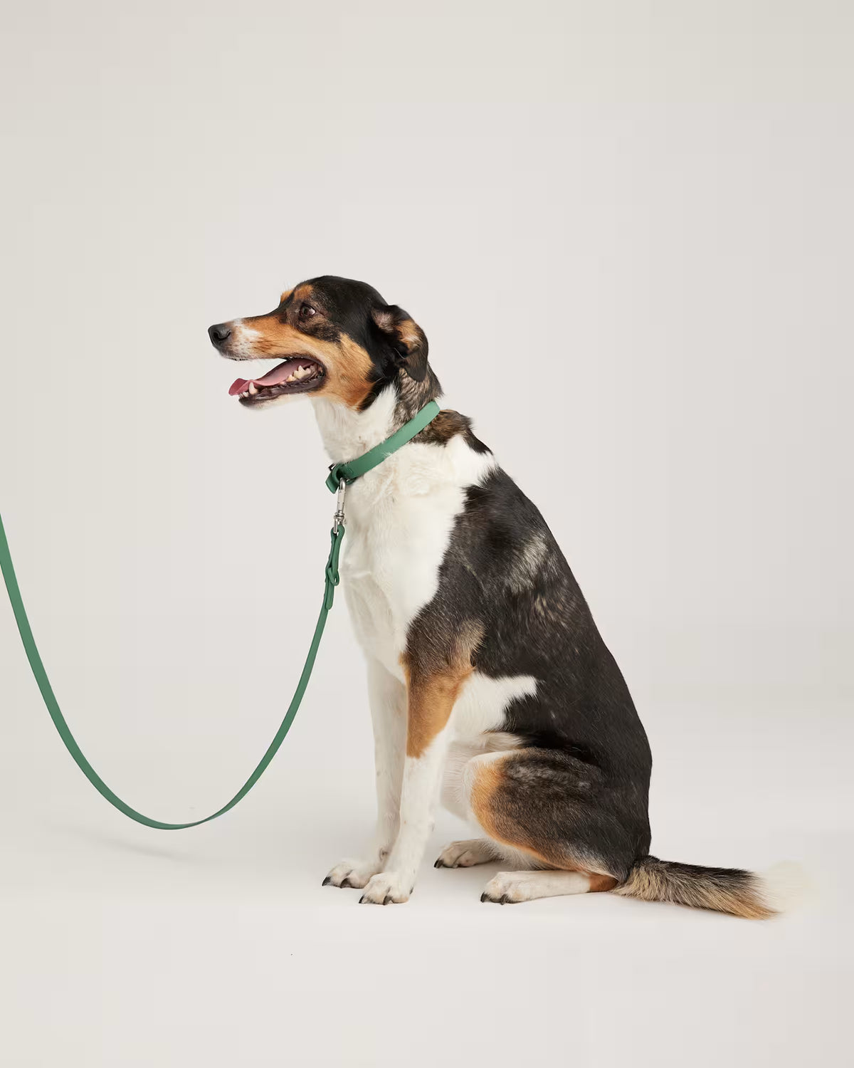 Flex-Poly Dog Leash - US 1023