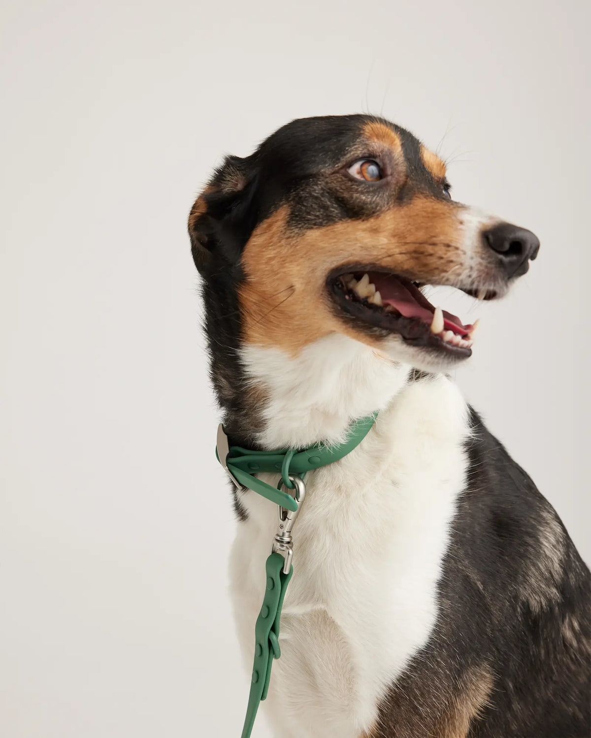 Flex-Poly Dog Leash - US 1023