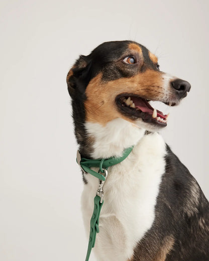 Flex-Poly Dog Leash - US 1023