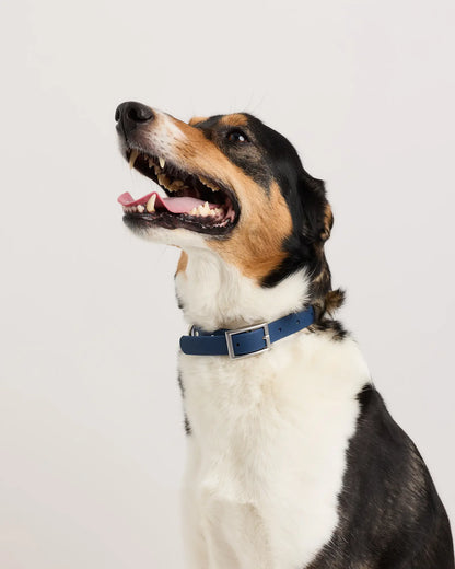 Flex-Poly Dog Collar - US 0460