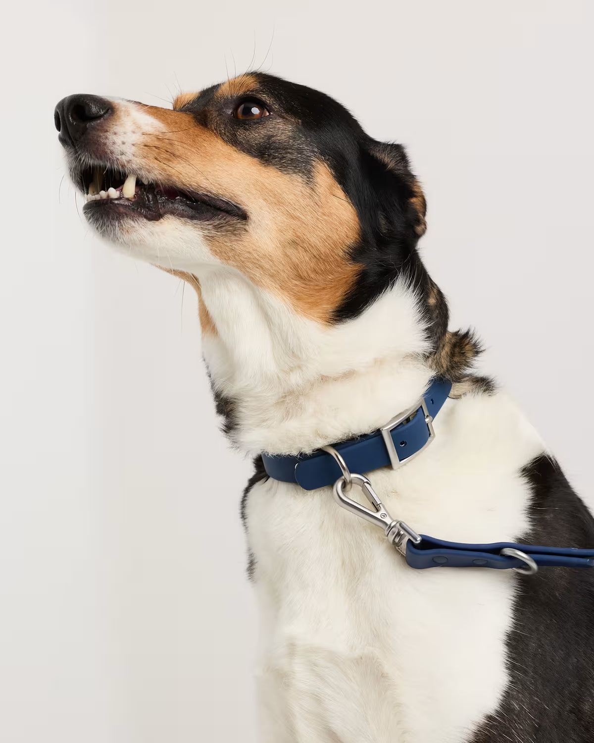 Flex-Poly Dog Collar - US 0460