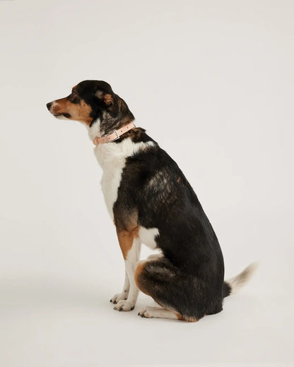 Flex-Poly Dog Collar - US 2992