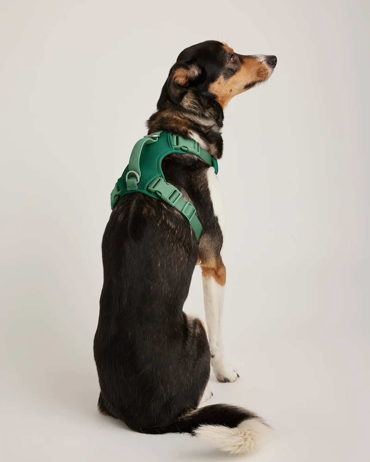 Neoprene Double Panel Dog Harness - US 5659