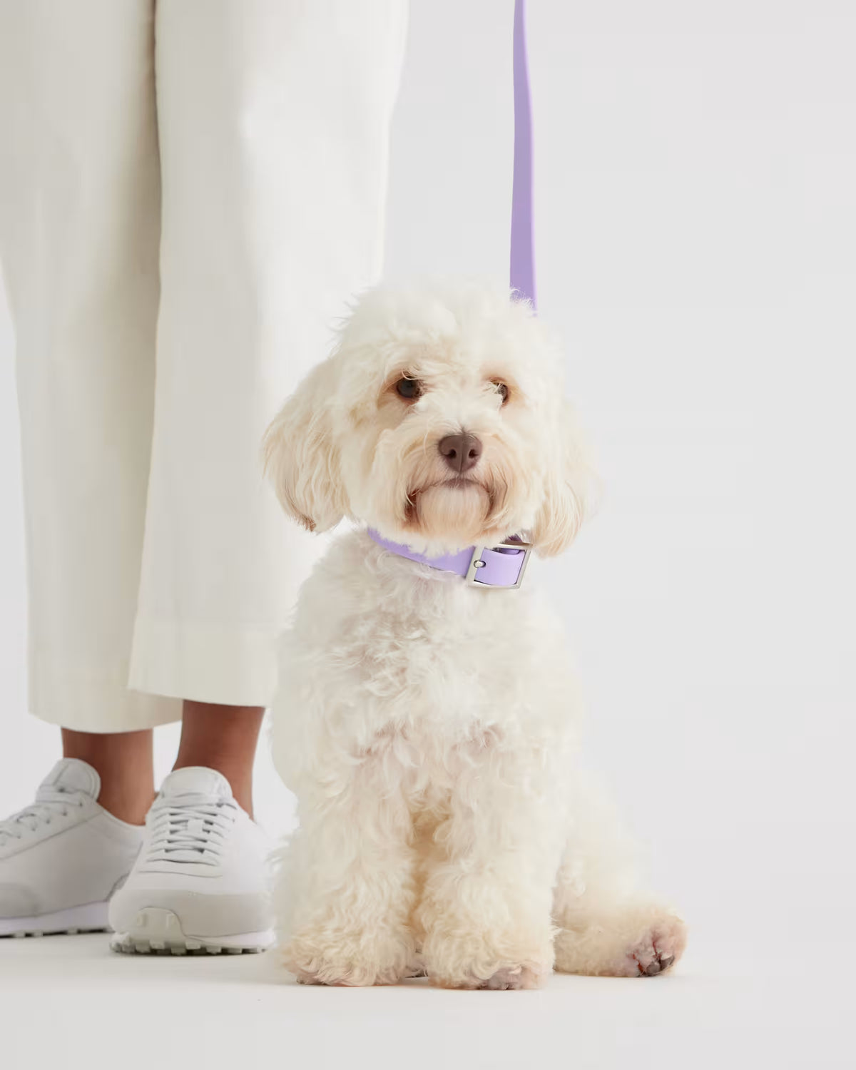 Dog Collar Walk Kit - US 3352