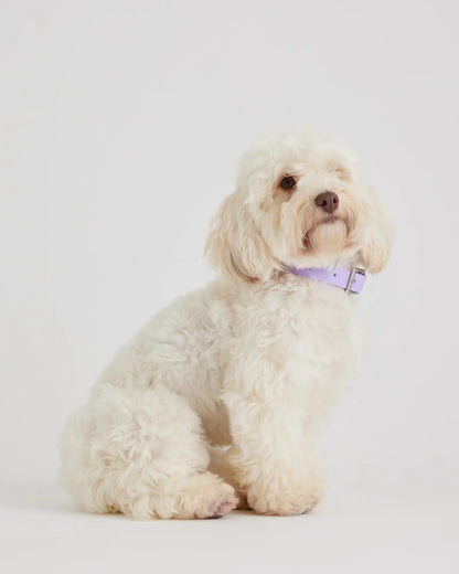 Dog Collar Walk Kit - US 3352