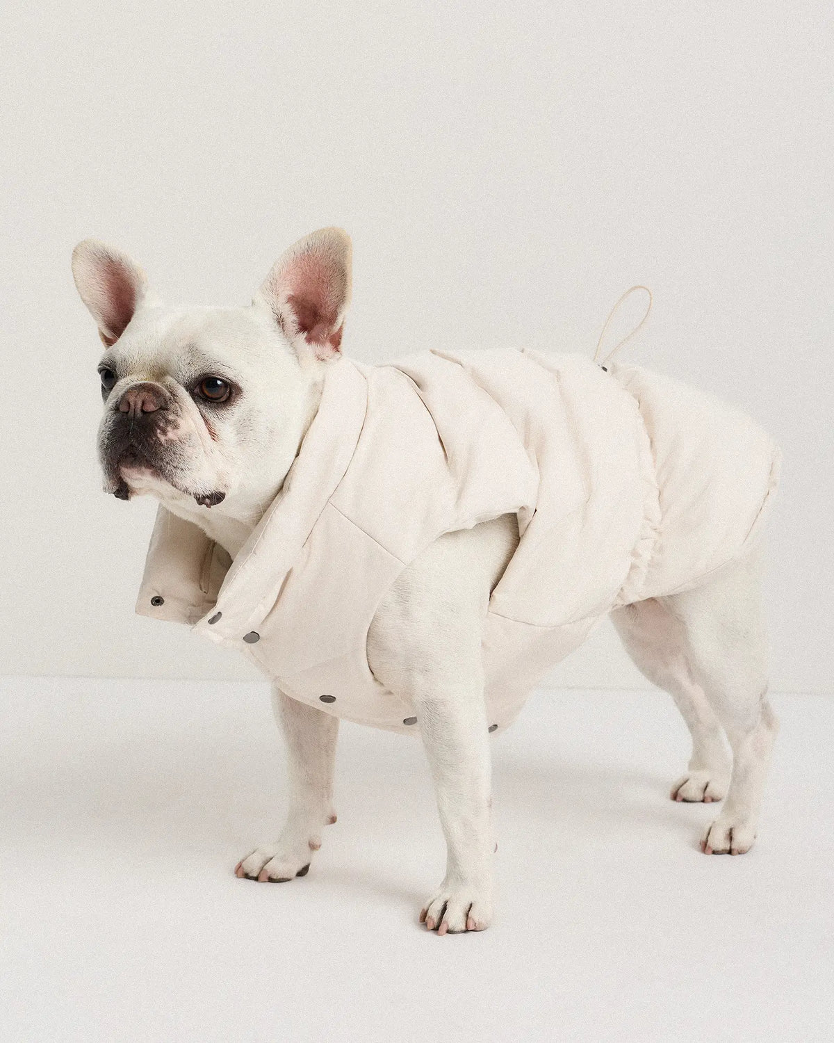Waterproof Dog Puffer Jacket - US 5968
